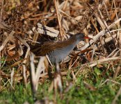 waterrail2.jpg