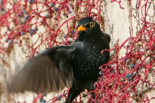 P1070314-Amsel.jpg