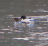 Goosander.jpg