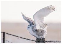 XiQi%20Tundra%20-%20Snowy%20Owl%20%239a-X2.jpg