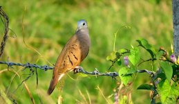 IMG_9843 Ruddy Ground Dove @ PV, Mexico.JPG