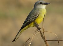 IMG_9847 Tropical Kingbird @ PV, Mexico.JPG