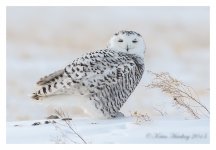 XiQi%20Tundra%20-%20Snowy%20Owl%20%235-X2.jpg