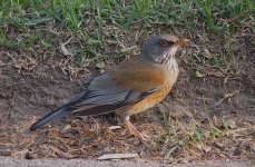 IMG_9859 Rufous-backed Thrush.JPG