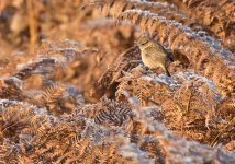 stonechat for birdforum.jpg