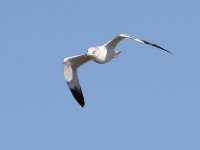 615_00540fem Unknown Gull in Flight-1.jpg