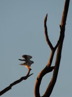2015.02.25 Black-winged Kite 2.jpg