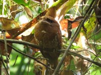 srilankafrogmouth.jpg