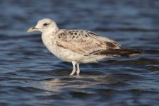 Larus sp 1.jpg