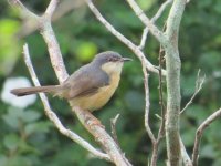 Ashy Prinia.jpg