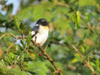 whitebelliedminivet.jpg