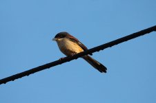 Burmese Shrike th 1.jpg