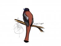 diards trogon.jpg