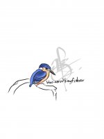 blue-eared kingfisher.jpg