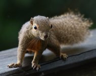 BRIDGE-SQUIRREL.jpg