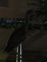 Guayaquil bird 4.jpg