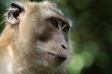 Long-tailed Macaque th 3.jpg