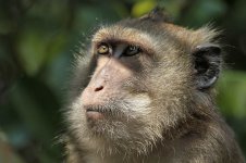 Long-tailed Macaque th 2.jpg