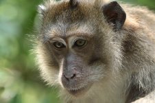 Long-tailed Macaque th 1.jpg