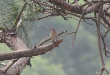 IMG_1167 Red-breasted Flycatcher back-on @ Tai O.JPG