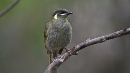 lewins honeyeater syd GH4 20mm sts80hd 25-50x email_1780324.jpg