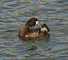 141229_MLKJRS_GreaterScaup_female_breeding_001.jpg