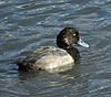 141229_MLKJRS_GreaterScaup_male_nonbreeding_001.jpg