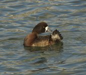 141229_MLKJRS_GreaterScaup_female_breeding_001.jpg