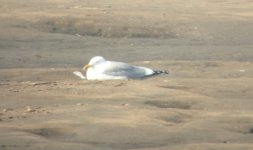 Mongolian Gull.jpg