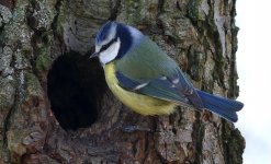 bluetit3.jpg