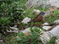 2015.02.10 Rock Bunting.JPG