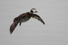 2015_02_14 (1)_Long-tailed_Duck (800x533).jpg