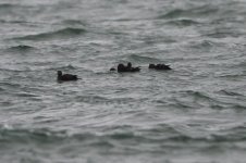 2015_02_14 (8)_Stellers_Eider (800x533).jpg