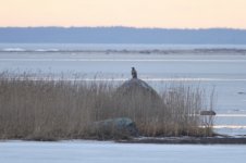 2015_02_14 (13)_White-tailed_Sea_Eagle (800x533).jpg