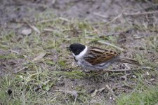 Reed bunting.jpg