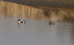 Northern Shoveler.jpg