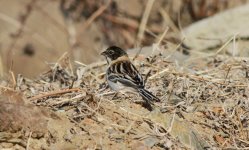 Pallas's Reed Bunting.jpg