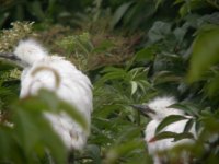 2 Little Egret Chicks at Beaulieu.JPG