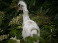 Little Egret Chick at Beaulieu.JPG