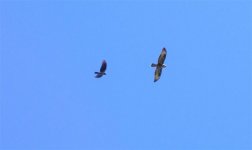 buzzard  queensboro 160906.JPG