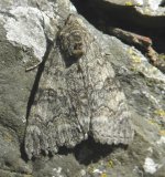 red underwing.jpg