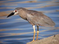 bc night heron.juv.adj3 P7239996.jpg