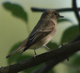 AsianBrownFlycatcher.JPG