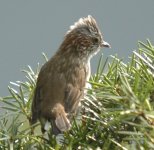 Striated Yuhina.JPG