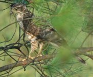 CrestedGoshawk.JPG