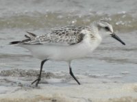 Sanderling.JPG