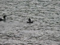 Black Guillemotexbeeb.jpg