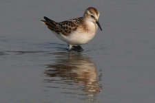 littlestint170906f.jpg