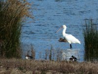 2015.01.16 Spoonbill.JPG