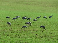 2015.01.16 Cranes.JPG